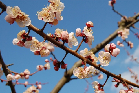 Arbre fleuri