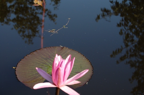 Fleurs1