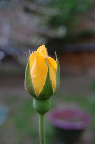 Tulipe