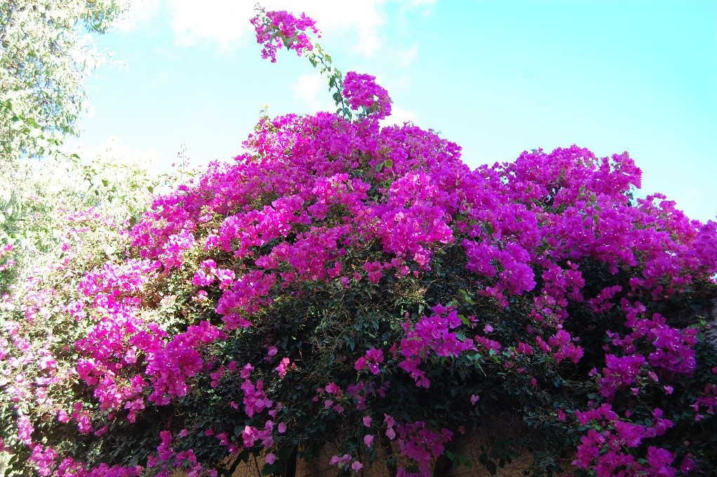 bougainvillee