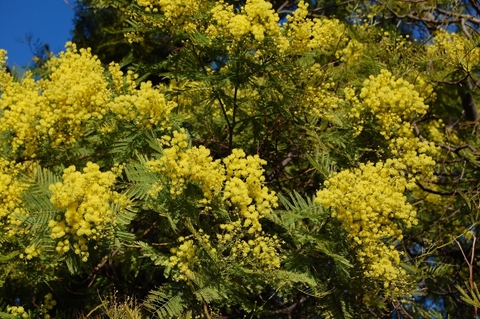 mimosa