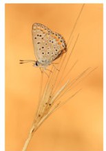 papillon 1